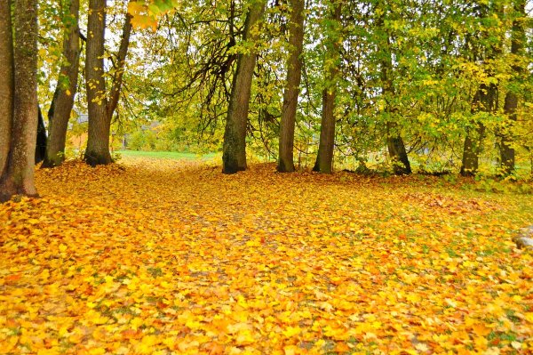 Осенняя Поляна