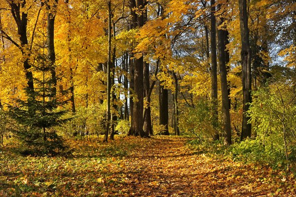 Ясная Поляна осенью