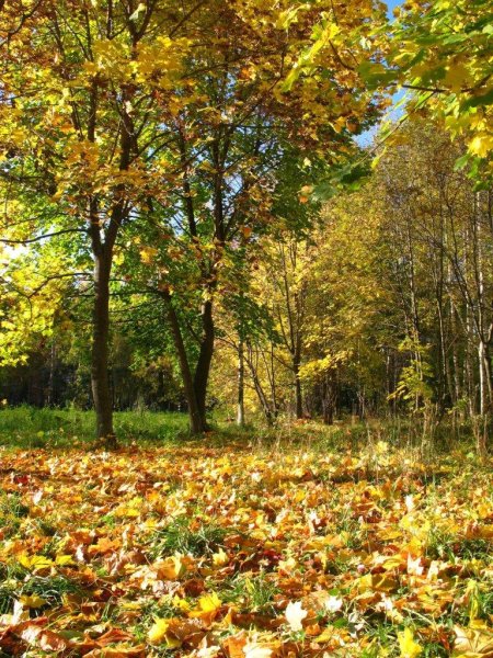 Осенняя Поляна в лесу