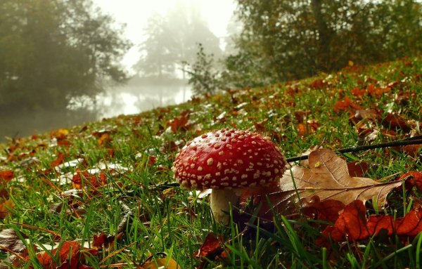 Тула «грибная Поляна» Кремль