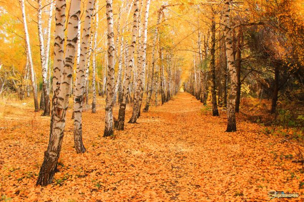 Кумысная Поляна Саратов осень