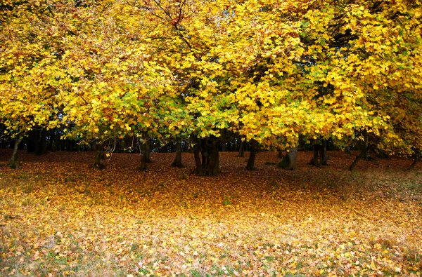 Поляна с осенними листьями