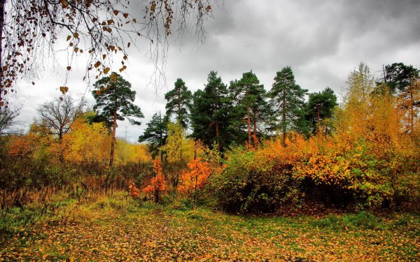 Поляна осенняя лес Сказочная