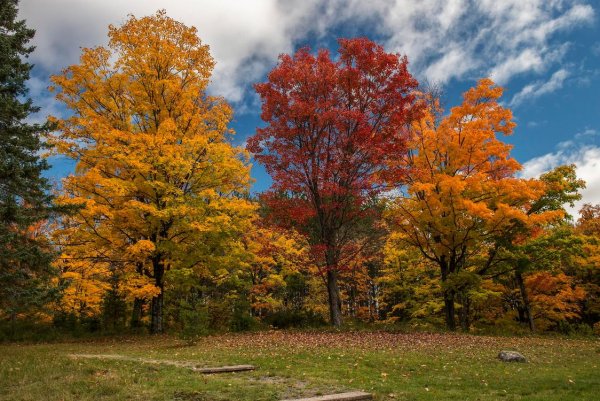Сень деревьев