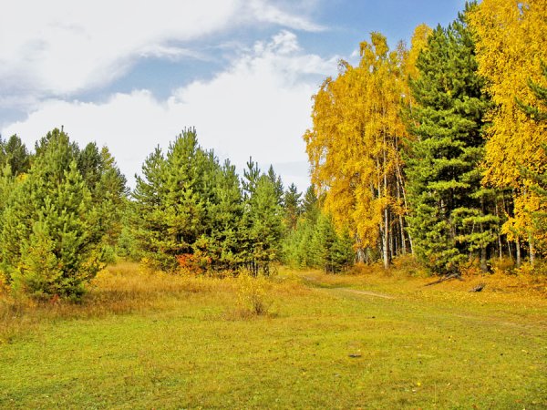 Опушка осеннего леса