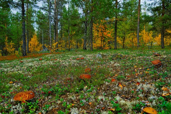 Осенняя Поляна с грибами