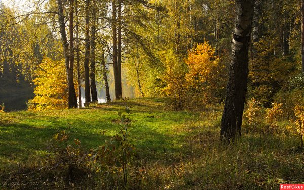 Кленовый лес в Подмосковье