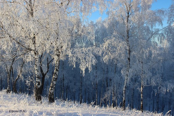 Снежная береза