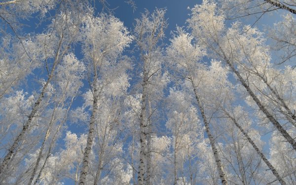 Снежная береза