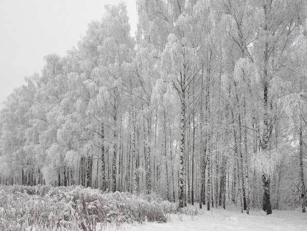 Белая береза зимой