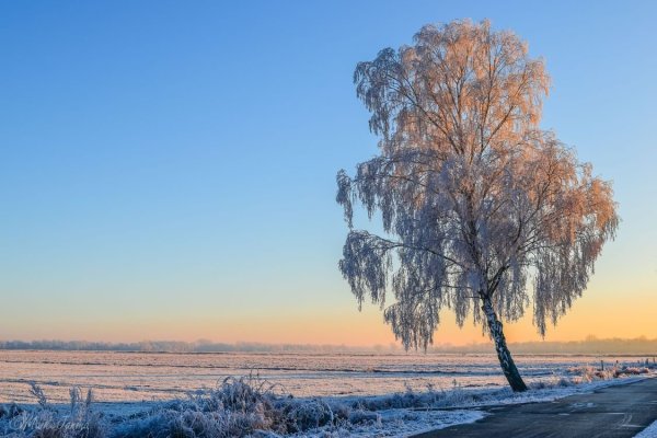 Береза в инее