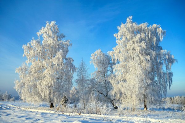 Береза в снегу