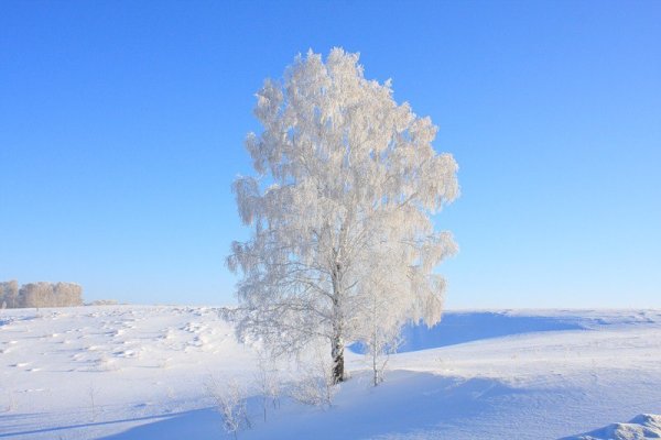 Березка зимой