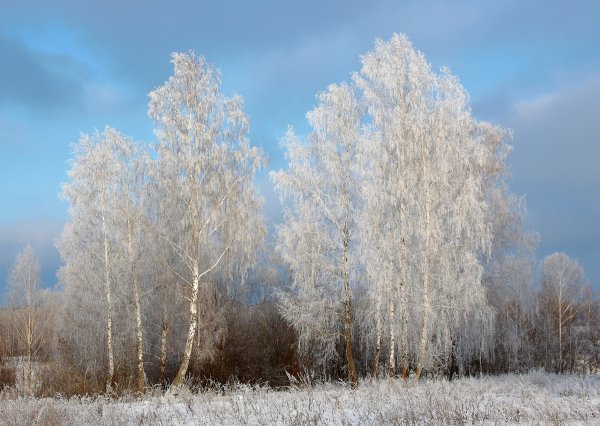 Береза в снегу