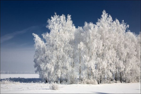 Березы на зимнем снегу