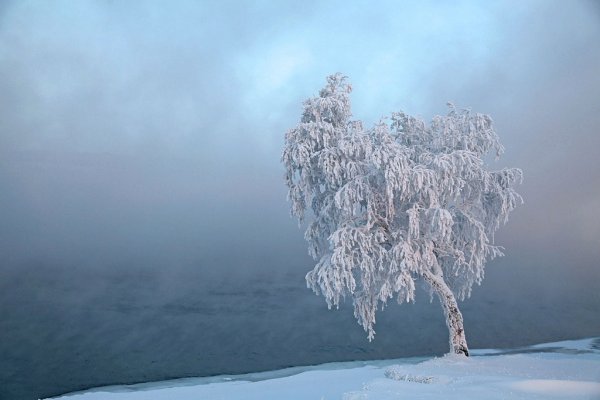 Одинокое дерево в снегу