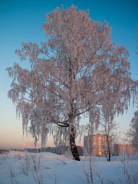 Фет белая береза