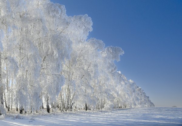 Береза зимой