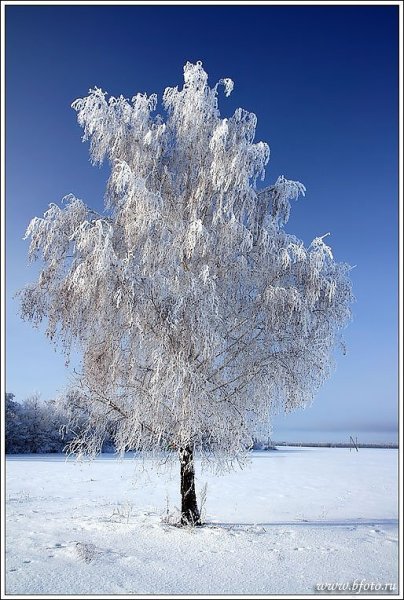 Печальная береза Есенин