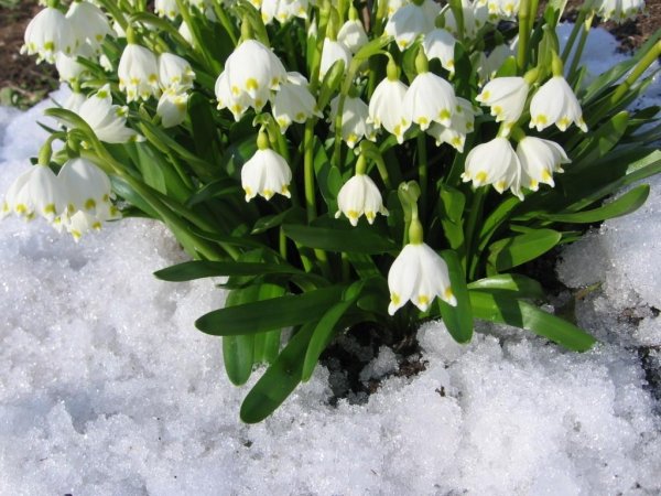 Ландыш из под снега