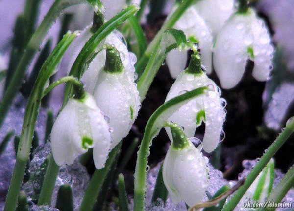 Ландыши в снегу