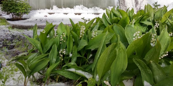 Ландыш на проталинке