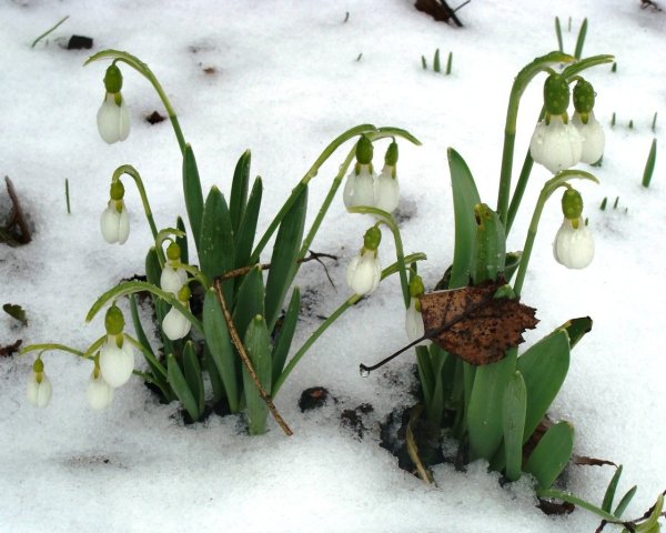 Первоцветы - подснежники, Ландыши?