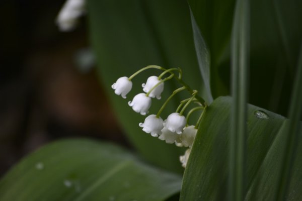 Синие Ландыши в снегу