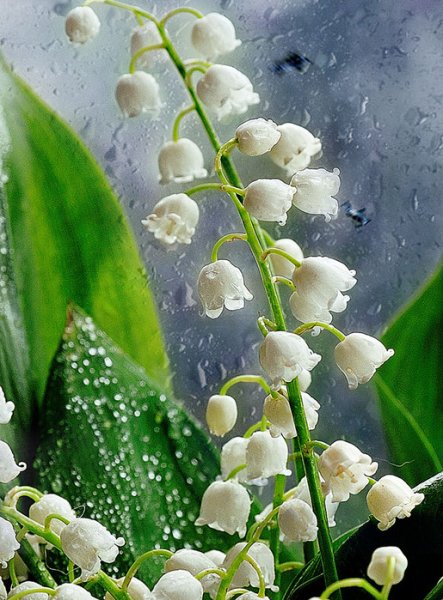 Ландыши в снегу