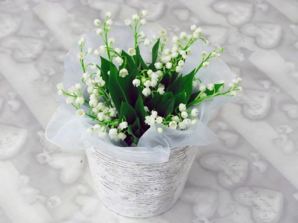 Ландыши зимой