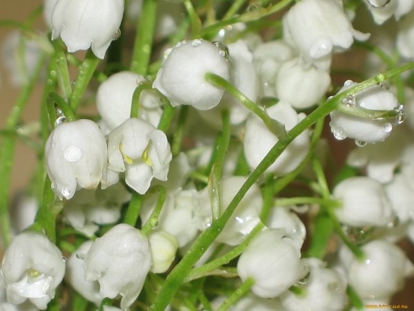 Ландыши с капельками росы
