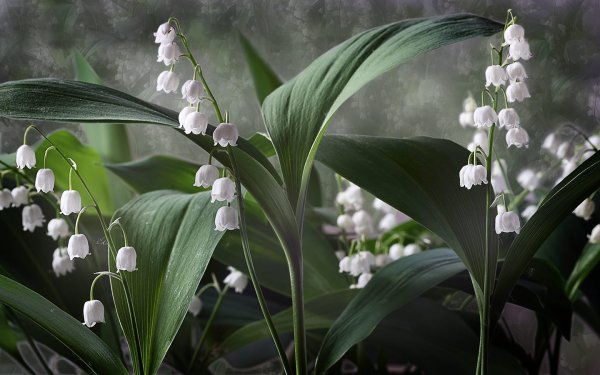 Ландыши и подснежники