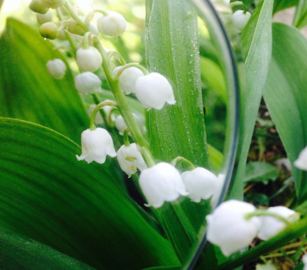 Ландыши и подснежники