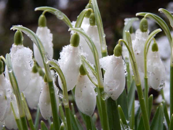 Галантус тюльпаны