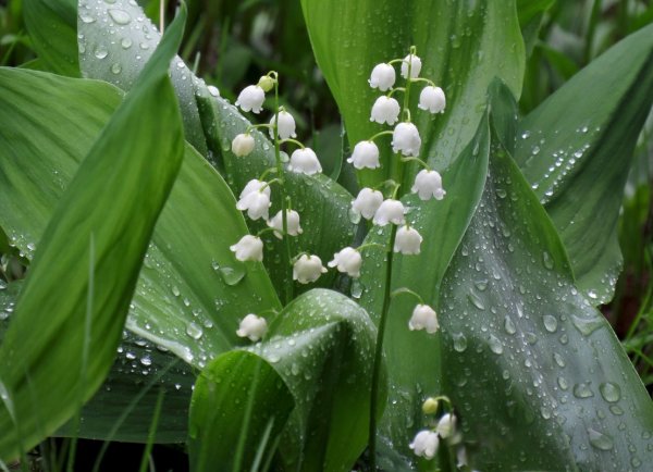 Ландыш Ландыш белоснежный