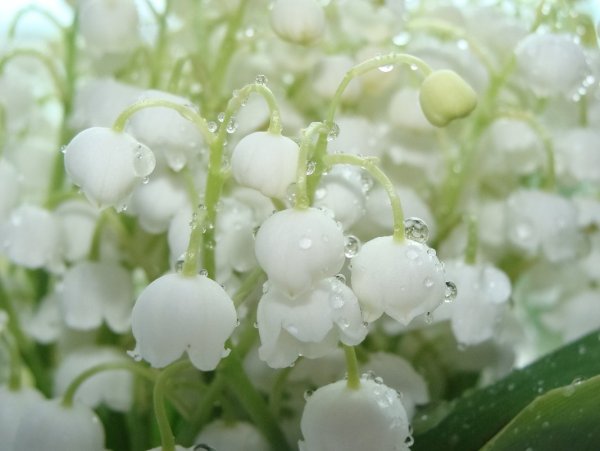 Крупные Ландыши