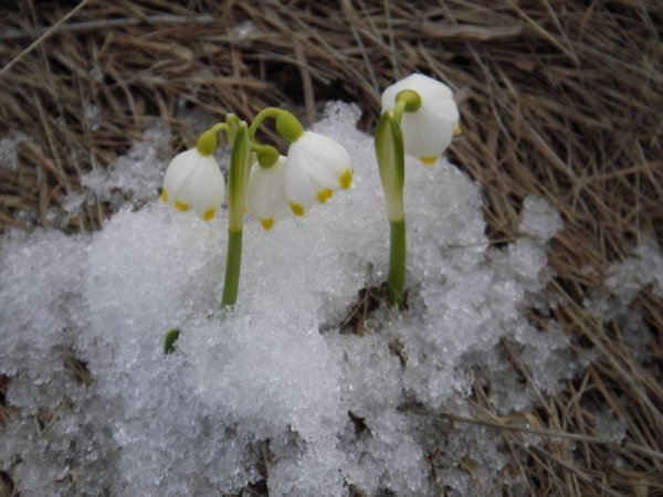 О первый Ландыш из-под снега