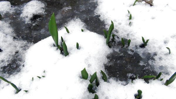 Ландыши в снегу