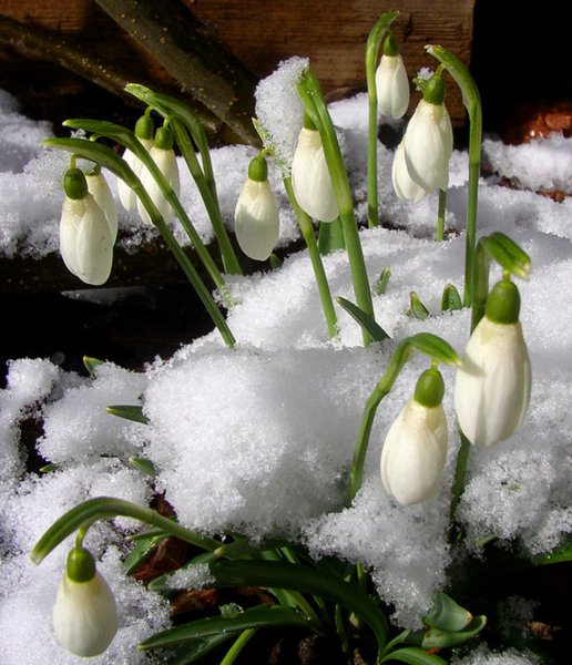 Ландыши и подснежники