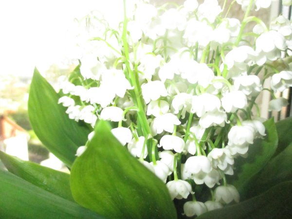 Ландыш в солнечных лучах