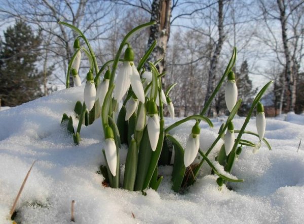 Апрельские проталинки