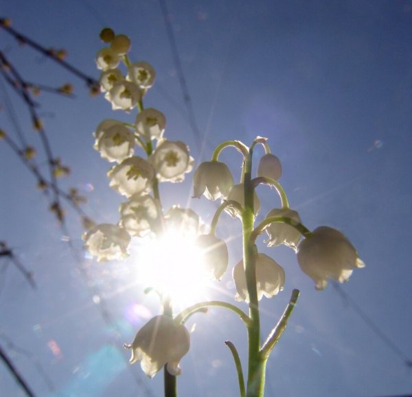 Ландыши солнце