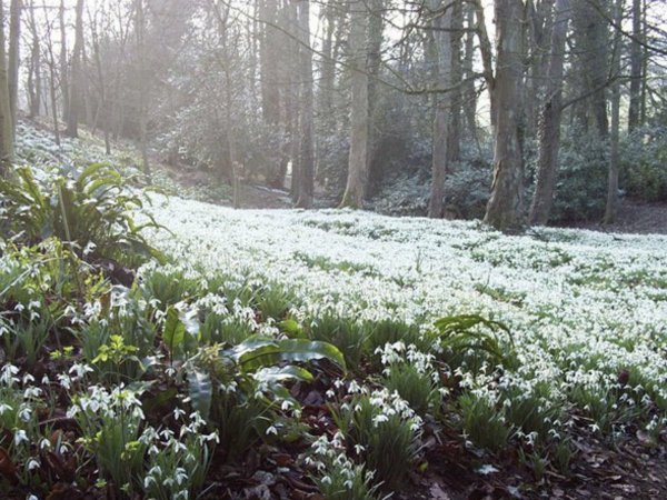 Подснежники Поляна подснежников