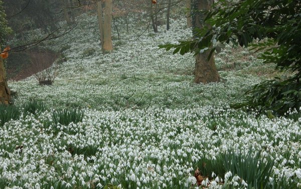 Подснежники Поляна подснежников