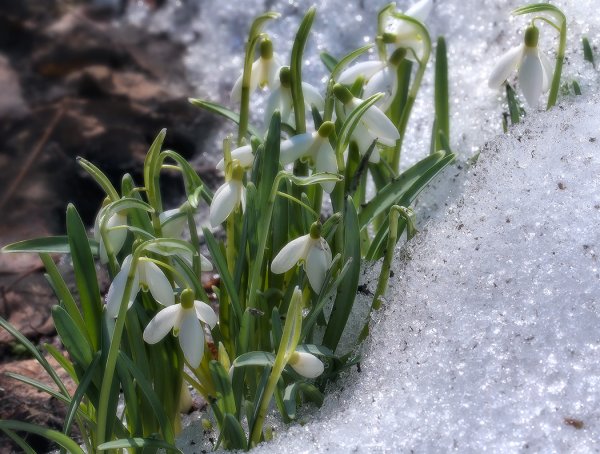 Подснежники в снегу Галантус