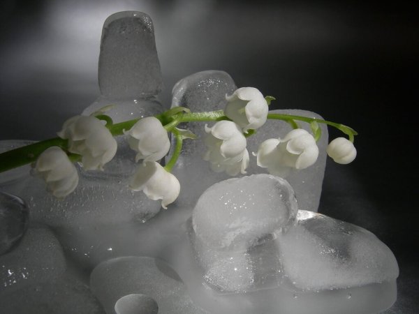 Ландыш во льду