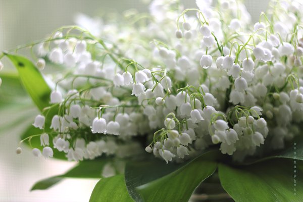 Ароматы с ландышем