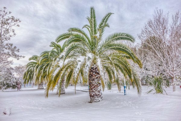 Пальмы под снегом