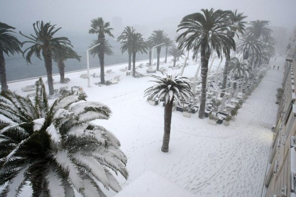 Пальмы зимой