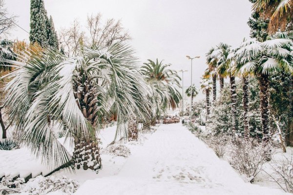 Субтропический климат Адлера